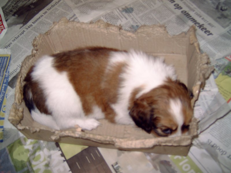 Puppies